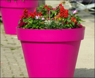 Ce ___ de fleurs est de couleur rose.