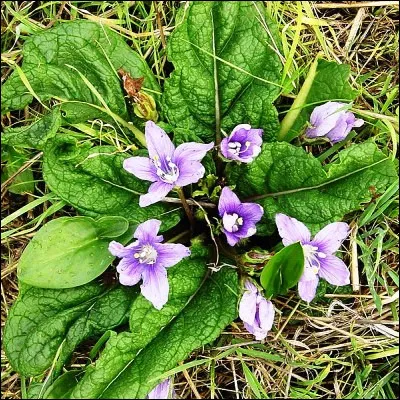 Selon la l&eacute;gende, quelle plante pousserait un cri mortel quand elle est arrach&eacute; du sol ?