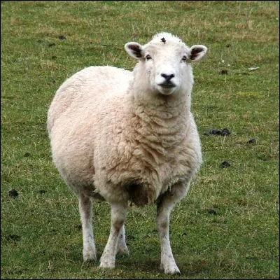 Quel nom d&eacute;signe les diff&eacute;rentes esp&egrave;ces de moutons sauvages ?