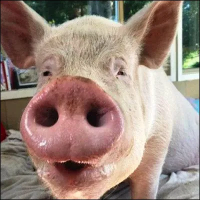 Quel est le nom formel de la femelle du porc ?