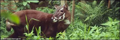 Le saola, existe :