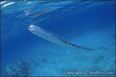 Le régalec vit toujours dans les fonds marins :