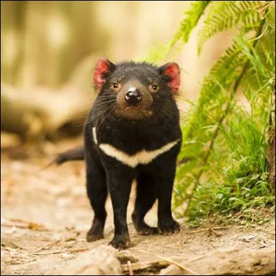 Le diable de Tasmanie existe réellement :