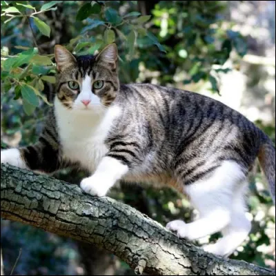 ____ sont tes _____ ? ____, j'en ai vu un ____- bas !