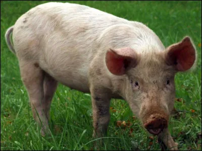 Comment dit-on "cochon" en anglais ?