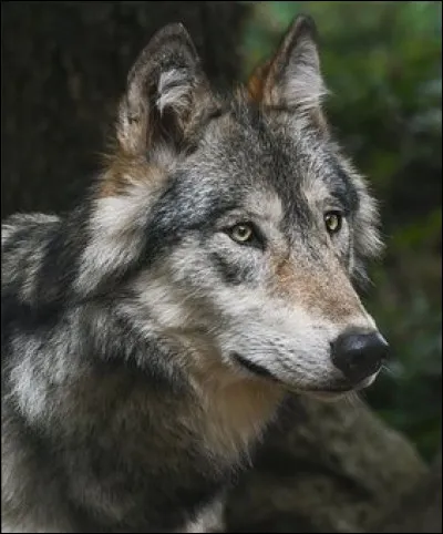 Quel est cet animal ?