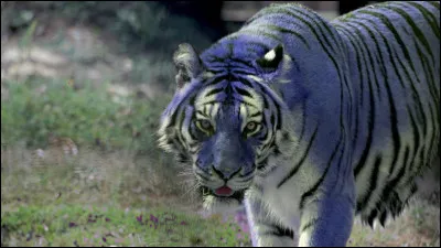 Quel est son nom de chaton ?
