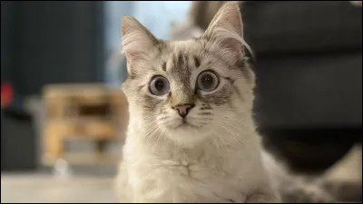 Quelles familles d'animaux préfères-tu ?