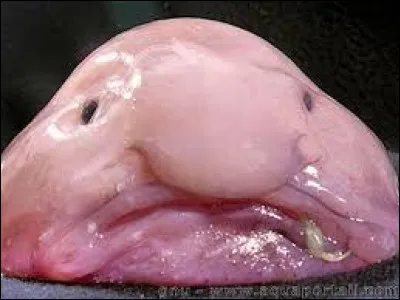 Comment s'appelle cet animal ?