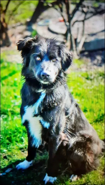 Quelle est cette race ?