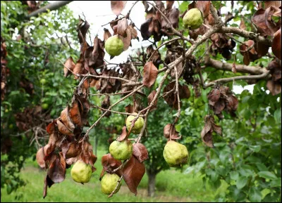 Quel est le nom de la maladie la plus dangereuse qui affecte les poiriers, pommiers, cognassiers... ?