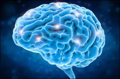 Le jéjunum est une partie du cerveau.
