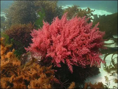 Quel est le nom de cette plante aquatique comestible ?