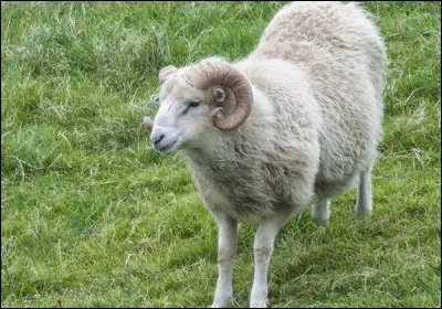 Le bélier bêle !