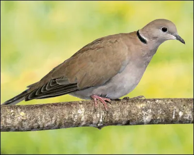 La tourterelle roucoule !