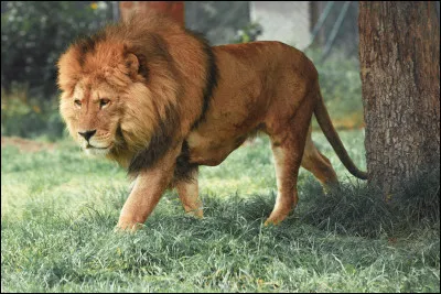 Le lion miaule !