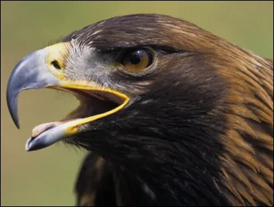 L'aigle glapit, tout le monde le sait !