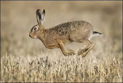 Le lièvre vagit !