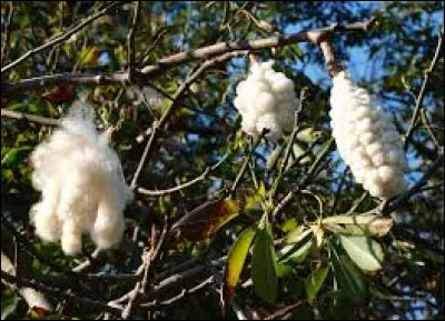 Comment s'appelle l'arbre dont le fruit fournit le kapok, duvet utilisé pour rembourrer les coussins ?