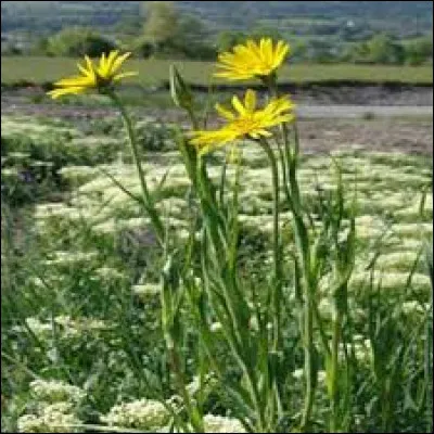 Quelle est la partie comestible du salsifis ?