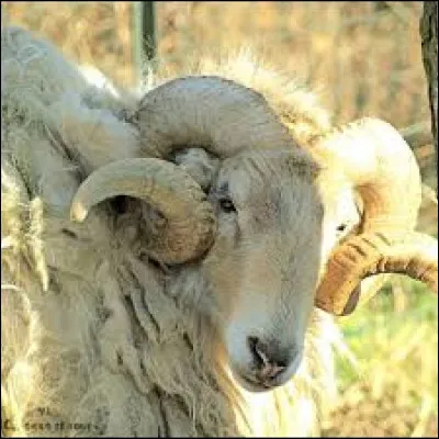 Le bélier blatère !