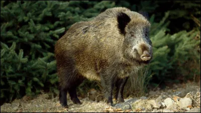 Le sanglier barète !