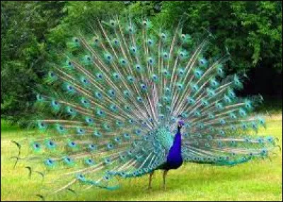 Le paon glougloute !