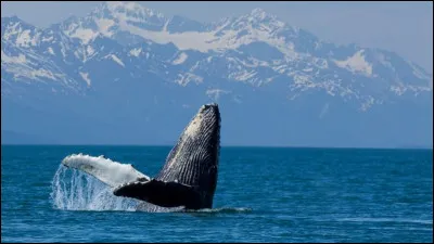 La baleine gronde !
