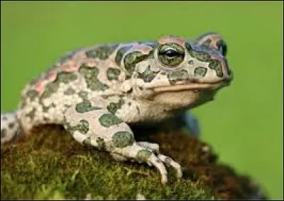 Le crapaud croasse !