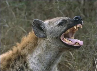 La hyène jappe et se fend la poire !