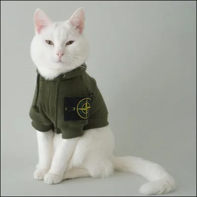 Chaque année, en Floride, la "Pet Masquerade" (parade des animaux de compagnie) a lieu :