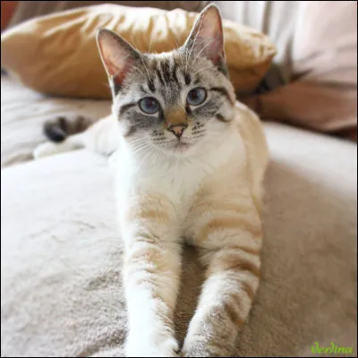 Les chats sont daltoniens.