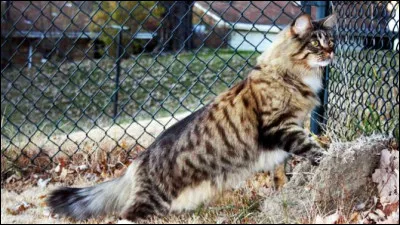 Je suis le plus long chat du monde et je suis un maine coon anglais. Quel est mon nom ?