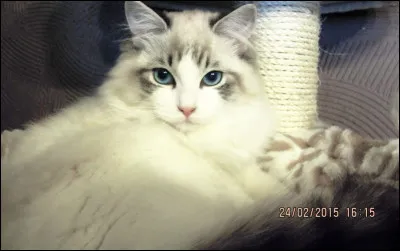 On appelle "_____" les pattes et les chevilles des chats qui sont plus foncées que le reste.