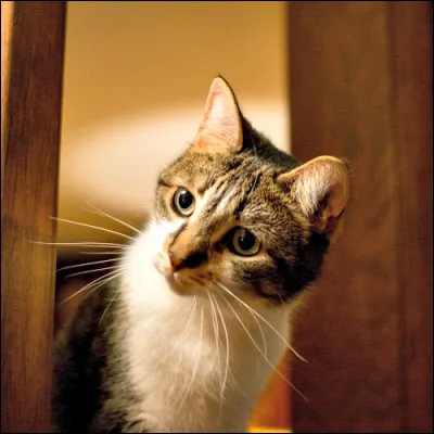 L'homme peut percevoir 10 000 vibrations par seconde. Le chat, lui, peut en percevoir...