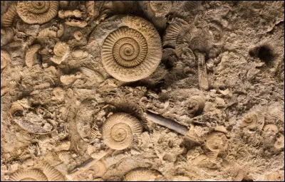 Qu'a découvert Richard Owen ?