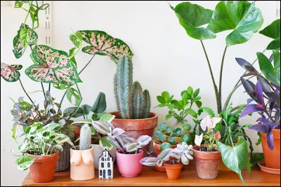 À quelle famille de plantes appartiennent les Opuntia ?