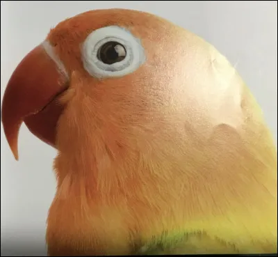 Comment s'appelle cet animal ?