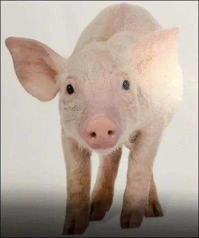 Comment s'appelle cet animal ?