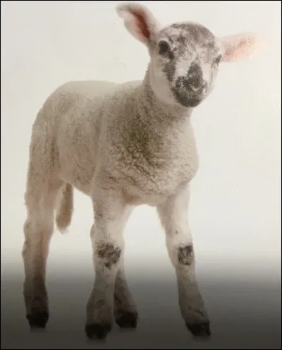 Comment s'appelle cet animal ?