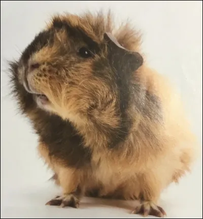 Comment s'appelle cet animal ?