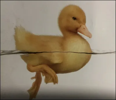 Comment s'appelle cet animal ?