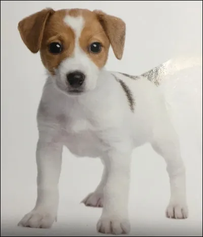 Comment s'appelle cet animal ?