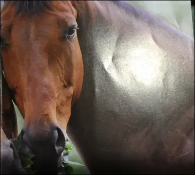 Comment s'appelle cet animal ?