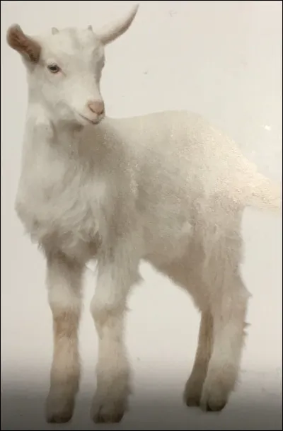 Comment s'appelle cet animal ?