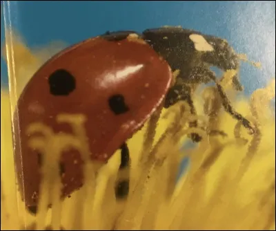 Comment s'appelle cet animal ?