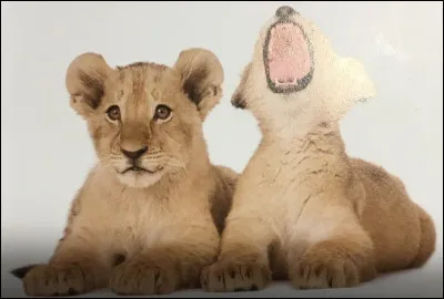 Comment s'appelle cet animal ?