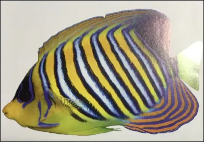 Comment s'appelle cet animal ?