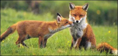 Si tu étais dans un clan, tu voudrais plutôt être...