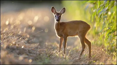 Quel animal préfères-tu ?